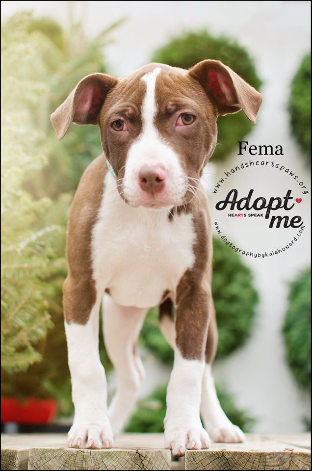 Omaha Dog Rescue - Hands Hearts & Paws Home - Hands Hearts & Paws
